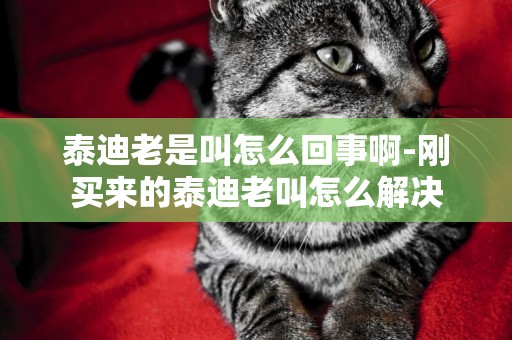 泰迪老是叫怎么回事啊-剛買來的泰迪老叫怎么解決