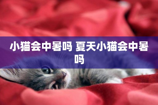 小貓會中暑嗎 夏天小貓會中暑嗎