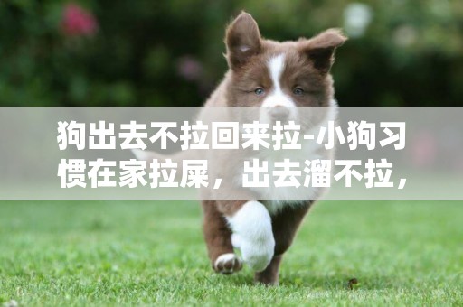 狗出去不拉回來拉-小狗習慣在家拉屎，出去溜不拉，怎么辦