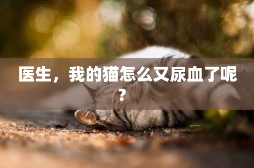 醫生，我的貓怎么又尿血了呢？ 