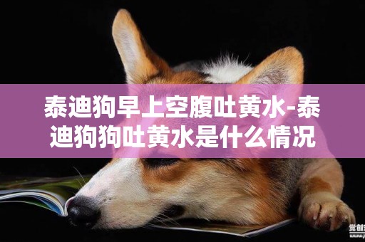 泰迪狗早上空腹吐黃水-泰迪狗狗吐黃水是什么情況