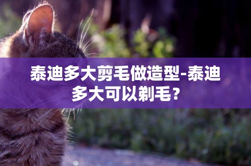 泰迪多大剪毛做造型-泰迪多大可以剃毛？