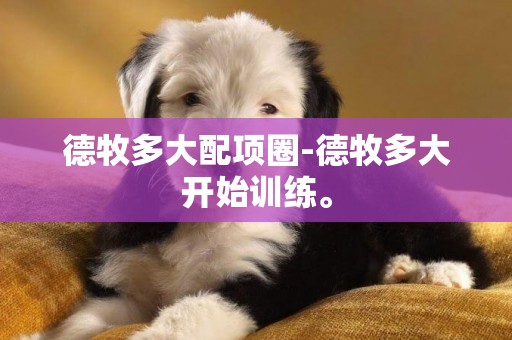 德牧多大配項圈-德牧多大開始訓練。