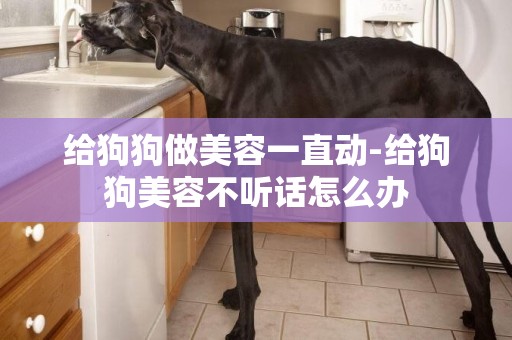 給狗狗做美容一直動-給狗狗美容不聽話怎么辦