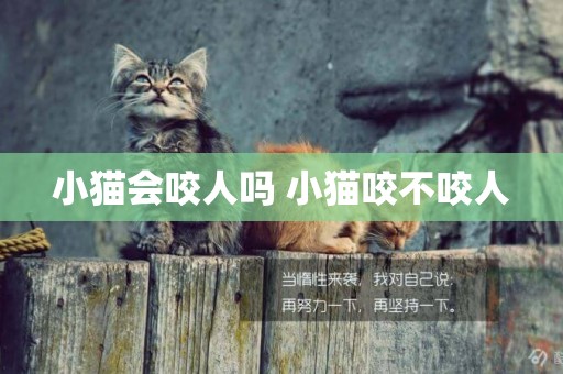 小貓會咬人嗎 小貓咬不咬人