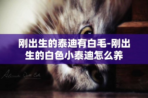 剛出生的泰迪有白毛-剛出生的白色小泰迪怎么養