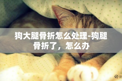 狗大腿骨折怎么處理-狗腿骨折了，怎么辦