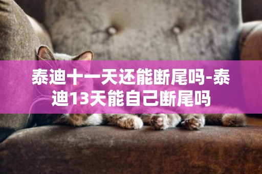 泰迪十一天還能斷尾嗎-泰迪13天能自己斷尾嗎