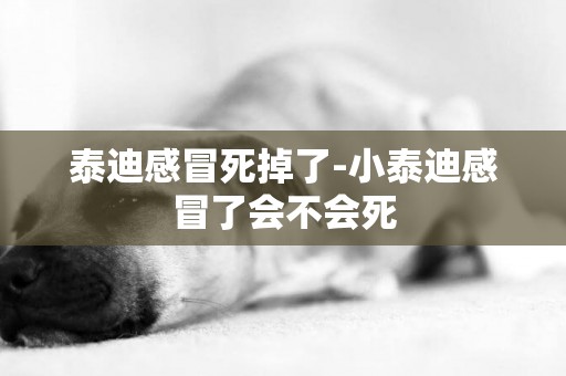 泰迪感冒死掉了-小泰迪感冒了會不會死