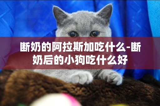 斷奶的阿拉斯加吃什么-斷奶后的小狗吃什么好