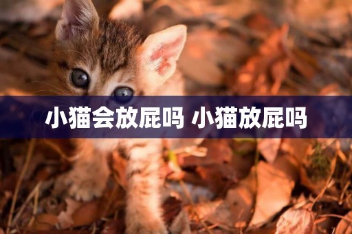 小貓會放屁嗎 小貓放屁嗎