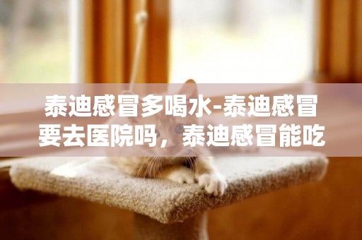 泰迪感冒多喝水-泰迪感冒要去醫院嗎，泰迪感冒能吃板藍根嗎？