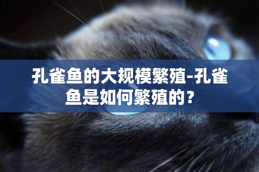 孔雀魚的大規模繁殖-孔雀魚是如何繁殖的？