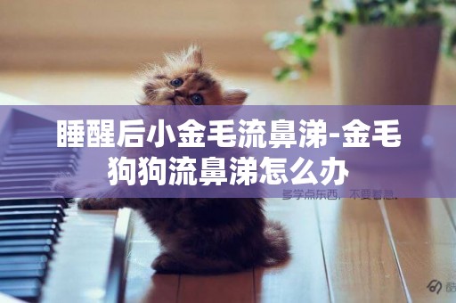 睡醒后小金毛流鼻涕-金毛狗狗流鼻涕怎么辦