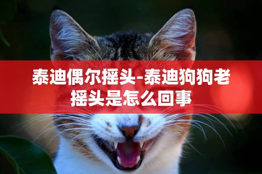 泰迪偶爾搖頭-泰迪狗狗老搖頭是怎么回事