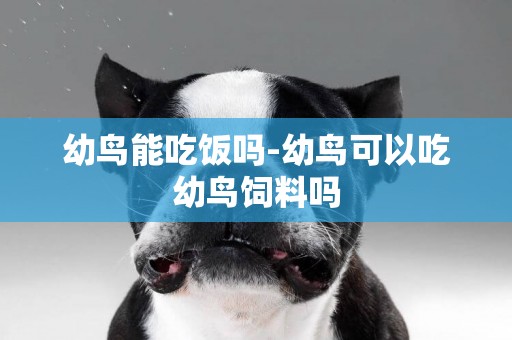 幼鳥能吃飯嗎-幼鳥可以吃幼鳥飼料嗎