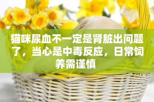 貓咪尿血不一定是腎臟出問題了，當心是中毒反應，日常飼養需謹慎 
