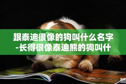 跟泰迪很像的狗叫什么名字-長得很像泰迪熊的狗叫什么狗