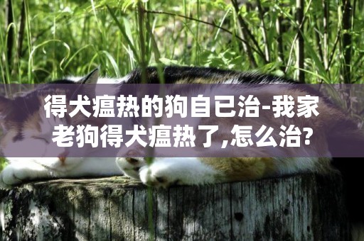 得犬瘟熱的狗自已治-我家老狗得犬瘟熱了,怎么治?
