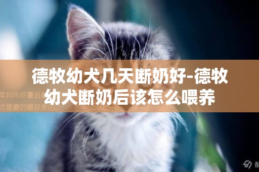 德牧幼犬幾天斷奶好-德牧幼犬斷奶后該怎么喂養