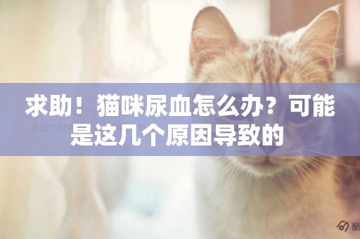 求助！貓咪尿血怎么辦？可能是這幾個原因導致的 