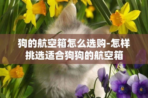 狗的航空箱怎么選購-怎樣挑選適合狗狗的航空箱