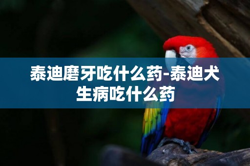 泰迪磨牙吃什么藥-泰迪犬生病吃什么藥