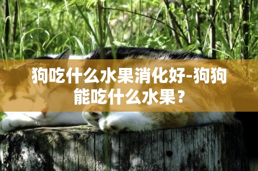 狗吃什么水果消化好-狗狗能吃什么水果？