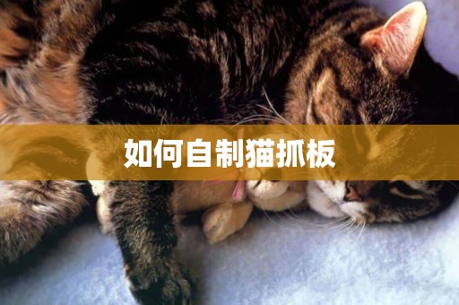如何自制貓抓板