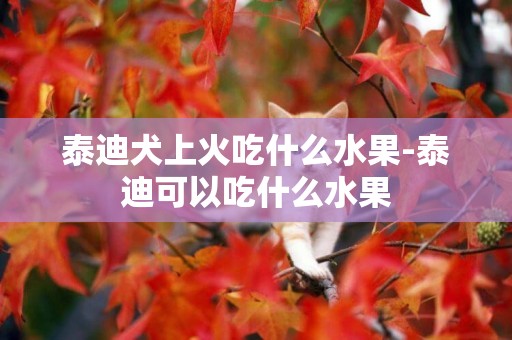 泰迪犬上火吃什么水果-泰迪可以吃什么水果