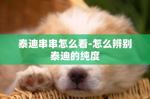泰迪串串怎么看-怎么辨別泰迪的純度