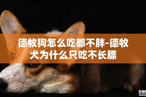 德牧狗怎么吃都不胖-德牧犬為什么只吃不長膘