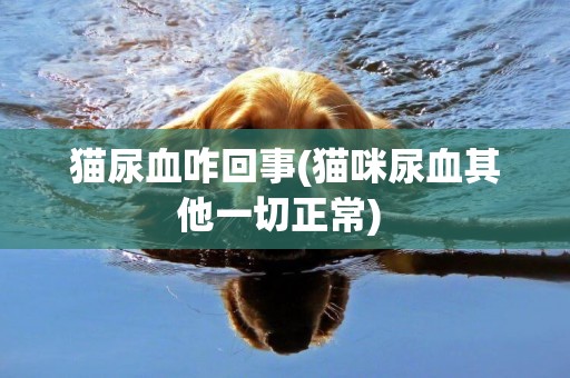 貓尿血咋回事(貓咪尿血其他一切正常) 
