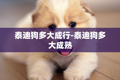 泰迪狗多大成行-泰迪狗多大成熟