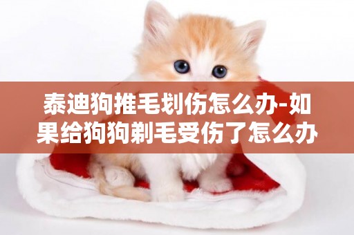泰迪狗推毛劃傷怎么辦-如果給狗狗剃毛受傷了怎么辦