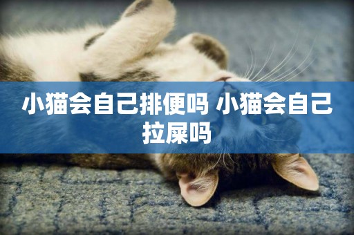 小貓會自己排便嗎 小貓會自己拉屎嗎