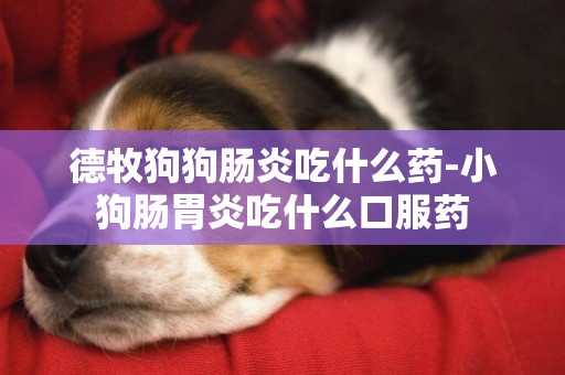 德牧狗狗腸炎吃什么藥-小狗腸胃炎吃什么口服藥