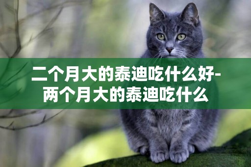 二個月大的泰迪吃什么好-兩個月大的泰迪吃什么