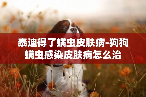 泰迪得了螨蟲皮膚病-狗狗螨蟲感染皮膚病怎么治