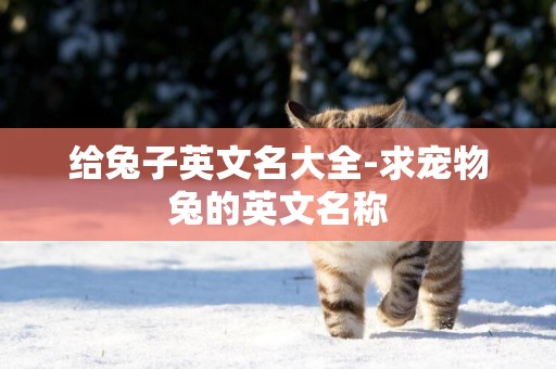 給兔子英文名大全-求寵物兔的英文名稱