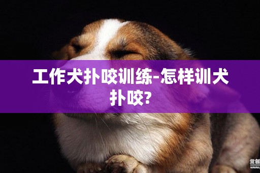 工作犬撲咬訓練-怎樣訓犬撲咬?