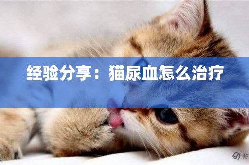 經驗分享：貓尿血怎么治療 