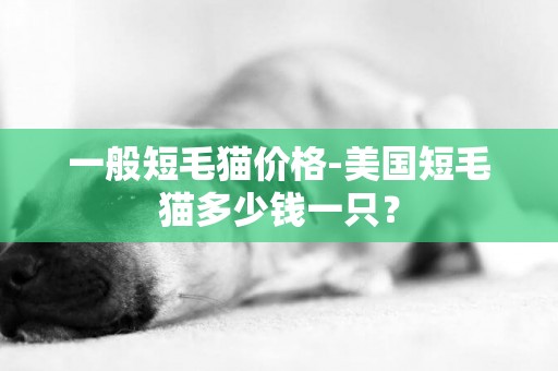 一般短毛貓價格-美國短毛貓多少錢一只？