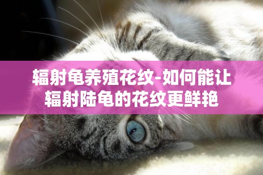 輻射龜養殖花紋-如何能讓輻射陸龜的花紋更鮮艷