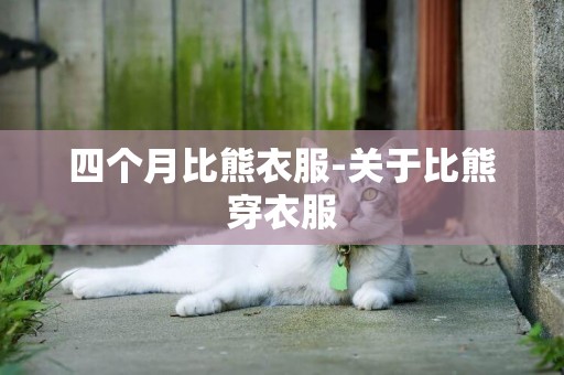 四個月比熊衣服-關于比熊穿衣服