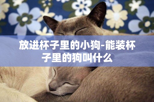 放進杯子里的小狗-能裝杯子里的狗叫什么