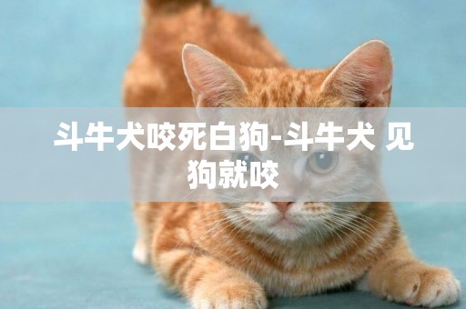 斗牛犬咬死白狗-斗牛犬 見狗就咬