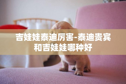 吉娃娃泰迪厲害-泰迪貴賓和吉娃娃哪種好