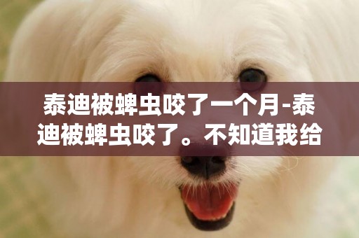 泰迪被蜱蟲咬了一個月-泰迪被蜱蟲咬了。不知道我給拔掉了，過了幾天被咬的地方長了個疙瘩，