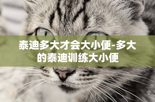 泰迪多大才會大小便-多大的泰迪訓練大小便